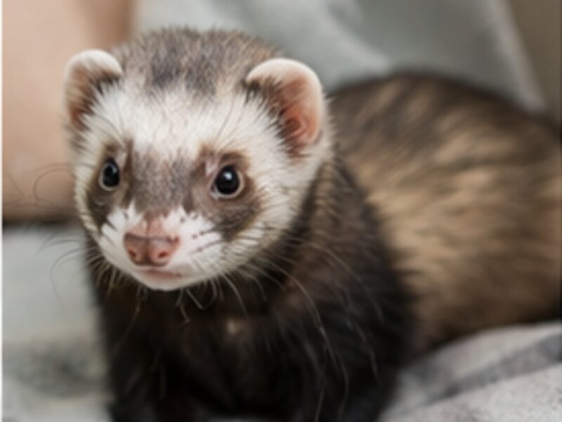 Playful ferret