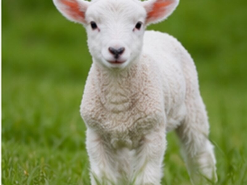 Little lamb