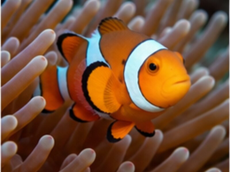 Clownfish
