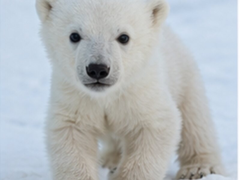 Polar bear cub