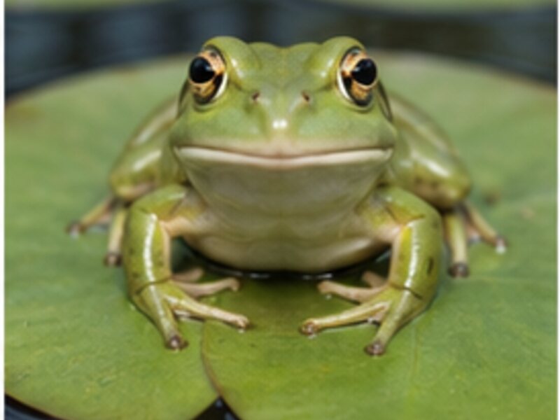 Frog on a lily pad